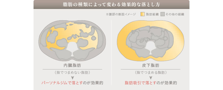皮下脂肪と内臓脂肪の違い