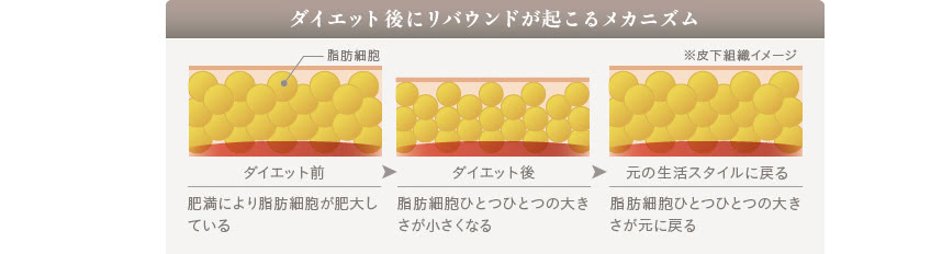 ダイエットでリバウンドするメカニズム